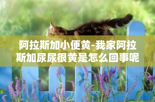 阿拉斯加小便黃-我家阿拉斯加尿尿很黃是怎么回事呢？已經十個月大了！