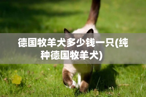 德國牧羊犬多少錢一只(純種德國牧羊犬) 
