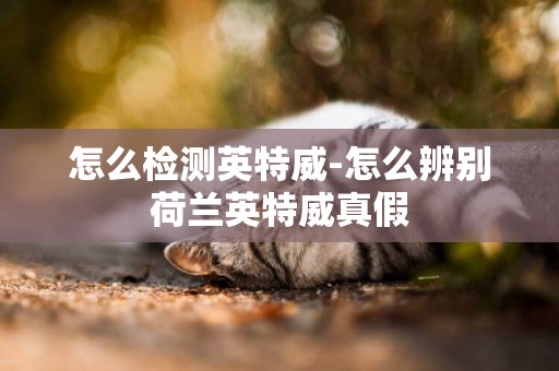 怎么檢測英特威-怎么辨別荷蘭英特威真假