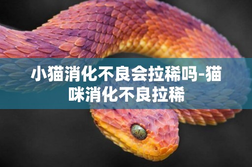 小貓消化不良會拉稀嗎-貓咪消化不良拉稀