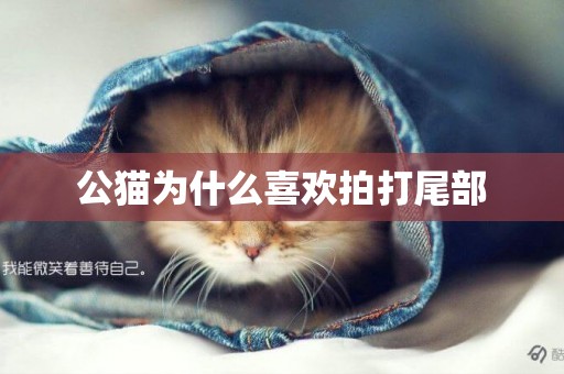 公貓為什么喜歡拍打尾部