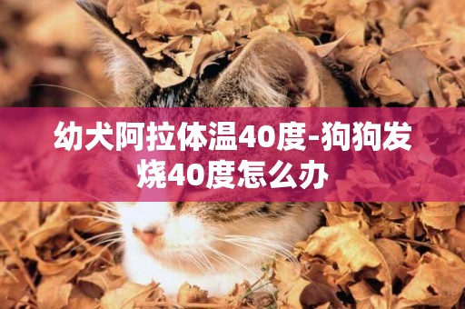 幼犬阿拉體溫40度-狗狗發燒40度怎么辦