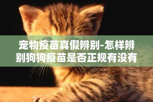 寵物疫苗真假辨別-怎樣辨別狗狗疫苗是否正規有沒有過期有沒有質量問題
