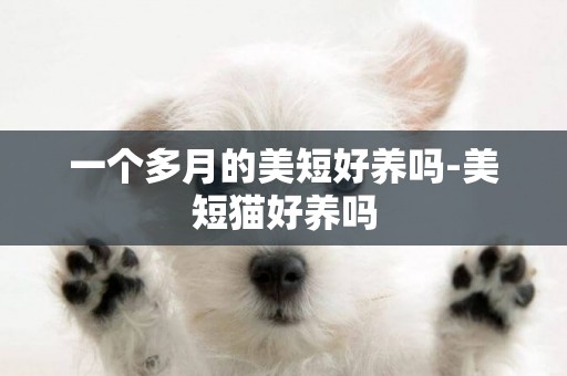 一個多月的美短好養嗎-美短貓好養嗎