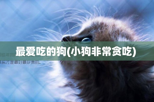 最愛吃的狗(小狗非常貪吃) 