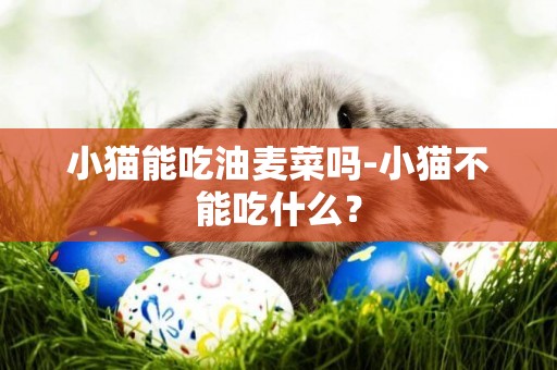 小貓能吃油麥菜嗎-小貓不能吃什么？