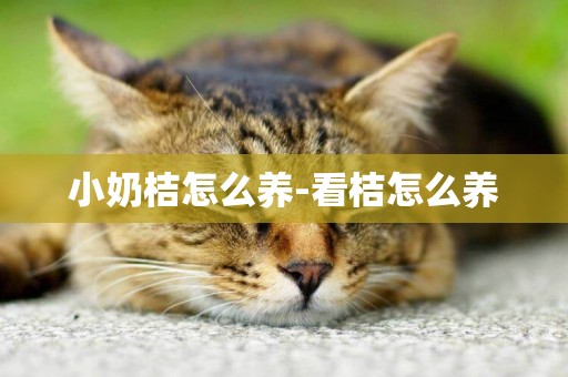 小奶桔怎么養-看桔怎么養