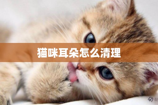 貓咪耳朵怎么清理