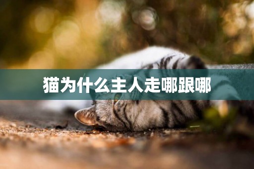 貓為什么主人走哪跟哪