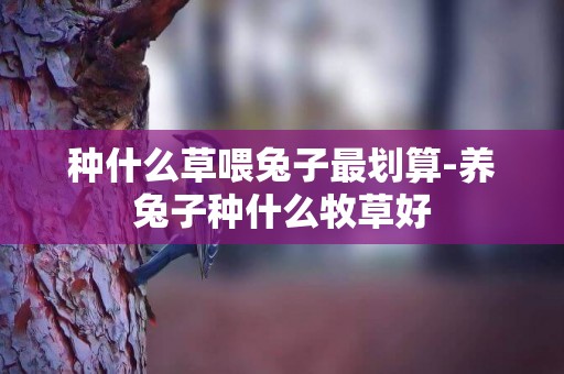 種什么草喂兔子最劃算-養兔子種什么牧草好
