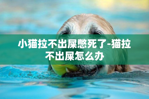 小貓拉不出屎憋死了-貓拉不出屎怎么辦