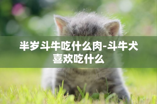 半歲斗牛吃什么肉-斗牛犬喜歡吃什么