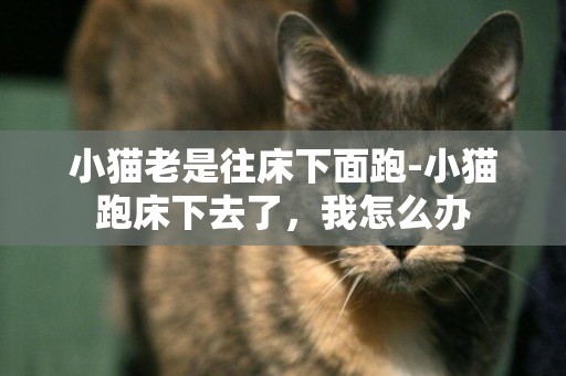 小貓老是往床下面跑-小貓跑床下去了，我怎么辦
