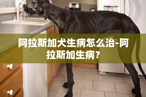 阿拉斯加犬生病怎么治-阿拉斯加生病？