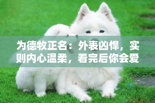為德牧正名：外表兇悍，實則內心溫柔，看完后你會愛上它的 