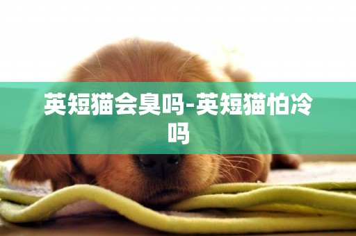 英短貓會臭嗎-英短貓怕冷嗎