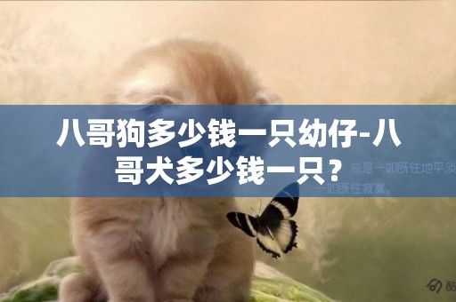 八哥狗多少錢一只幼仔-八哥犬多少錢一只？