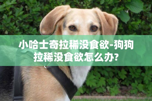 小哈士奇拉稀沒食欲-狗狗拉稀沒食欲怎么辦?