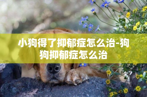 小狗得了抑郁癥怎么治-狗狗抑郁癥怎么治