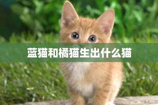 藍貓和橘貓生出什么貓
