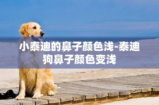 小泰迪的鼻子顏色淺-泰迪狗鼻子顏色變淺