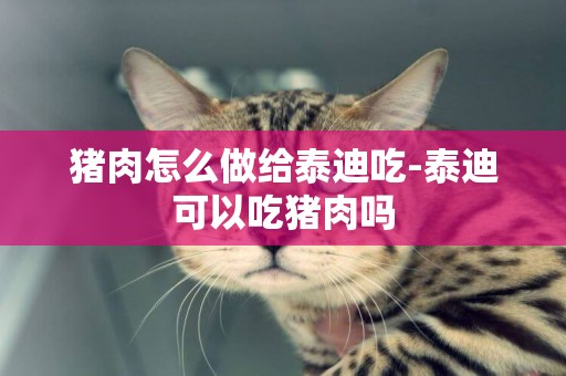 豬肉怎么做給泰迪吃-泰迪可以吃豬肉嗎