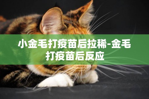 小金毛打疫苗后拉稀-金毛打疫苗后反應