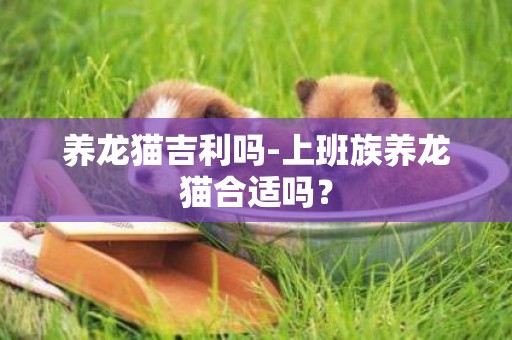 養龍貓吉利嗎-上班族養龍貓合適嗎？