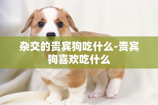 雜交的貴賓狗吃什么-貴賓狗喜歡吃什么