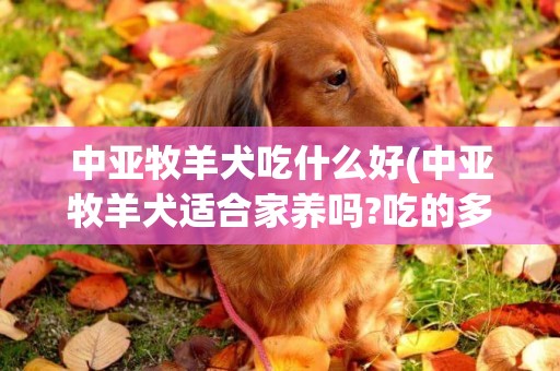 中亞牧羊犬吃什么好(中亞牧羊犬適合家養嗎?吃的多嗎?) 