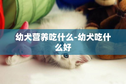 幼犬營養吃什么-幼犬吃什么好