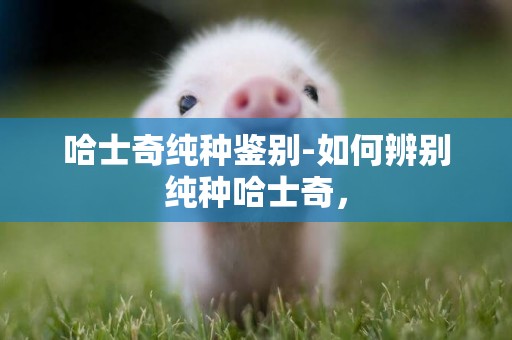 哈士奇純種鑒別-如何辨別純種哈士奇，