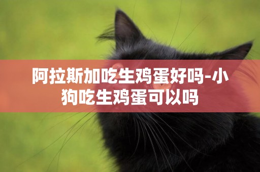 阿拉斯加吃生雞蛋好嗎-小狗吃生雞蛋可以嗎