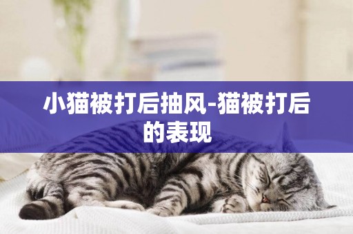 小貓被打后抽風-貓被打后的表現
