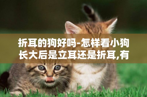 折耳的狗好嗎-怎樣看小狗長大后是立耳還是折耳,有竅門嗎!