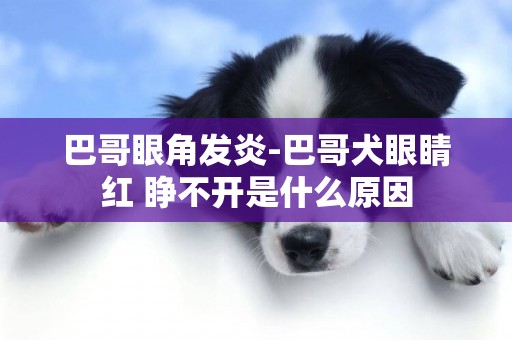 巴哥眼角發炎-巴哥犬眼睛紅 睜不開是什么原因