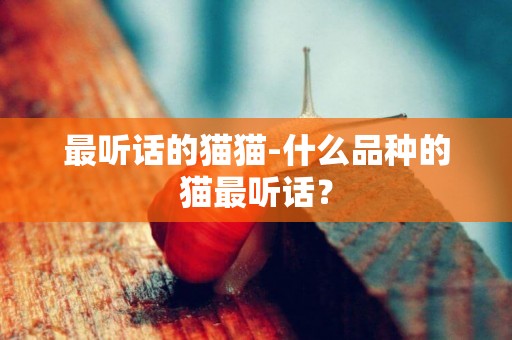最聽話的貓貓-什么品種的貓最聽話？