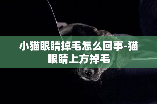 小貓眼睛掉毛怎么回事-貓眼睛上方掉毛