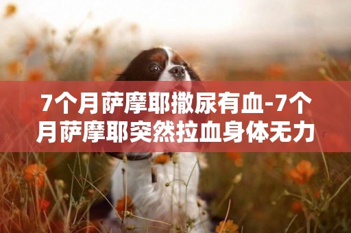 7個月薩摩耶撒尿有血-7個月薩摩耶突然拉血身體無力不吃東西怎么辦