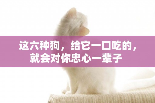 這六種狗，給它一口吃的，就會對你忠心一輩子 