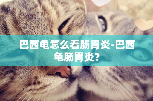巴西龜怎么看腸胃炎-巴西龜腸胃炎？