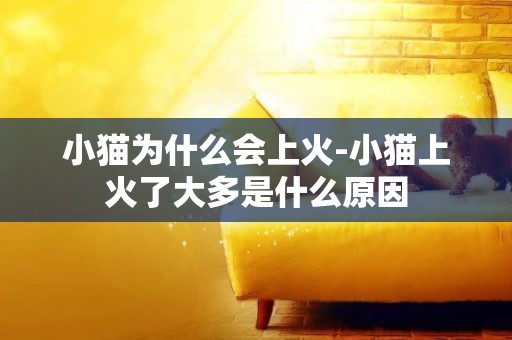 小貓為什么會上火-小貓上火了大多是什么原因