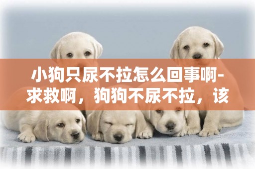 小狗只尿不拉怎么回事啊-求救啊，狗狗不尿不拉，該怎么辦