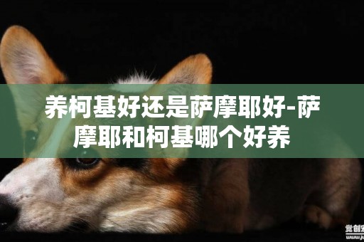 養柯基好還是薩摩耶好-薩摩耶和柯基哪個好養