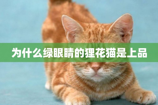 為什么綠眼睛的貍花貓是上品