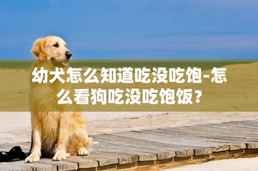 幼犬怎么知道吃沒吃飽-怎么看狗吃沒吃飽飯？