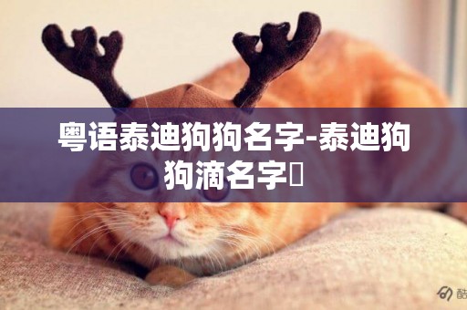 粵語泰迪狗狗名字-泰迪狗狗滴名字?