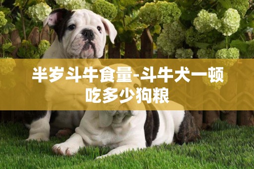半歲斗牛食量-斗牛犬一頓吃多少狗糧