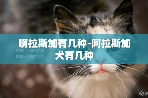 啊拉斯加有幾種-阿拉斯加犬有幾種