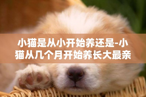 小貓是從小開始養還是-小貓從幾個月開始養長大最親人？